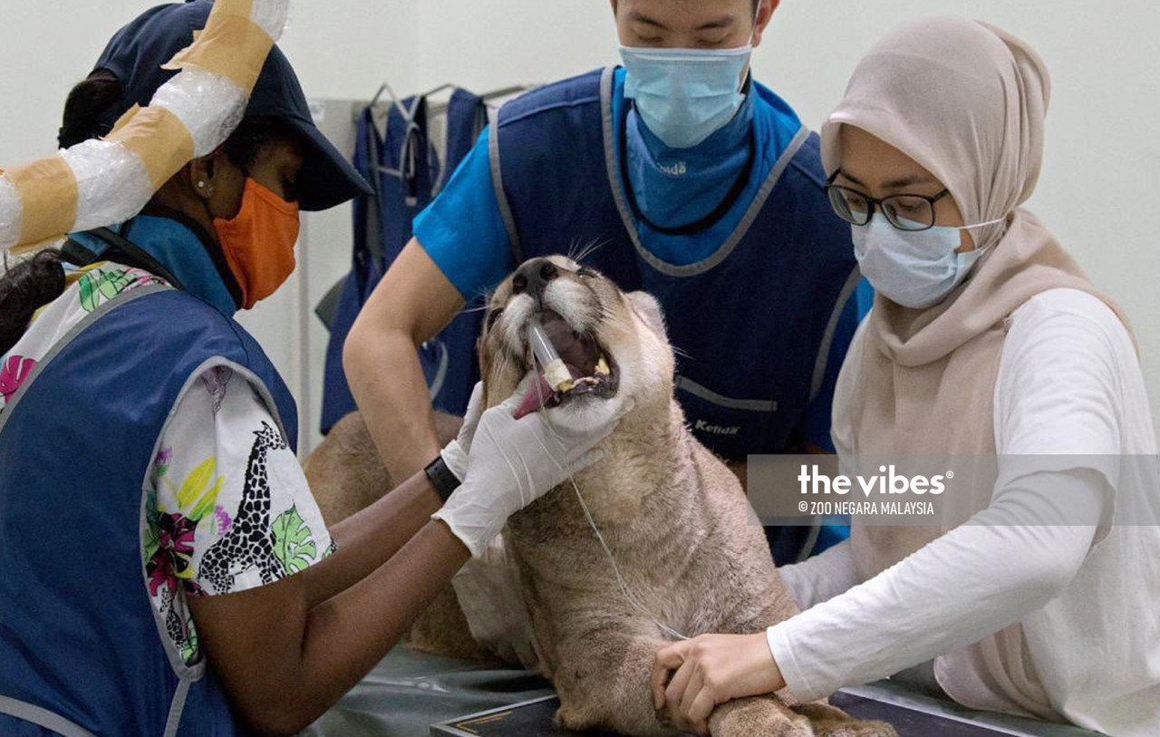Zoo Negara veterinarians attending to a feline patient. – Zoo Negara pic, November 25, 2020