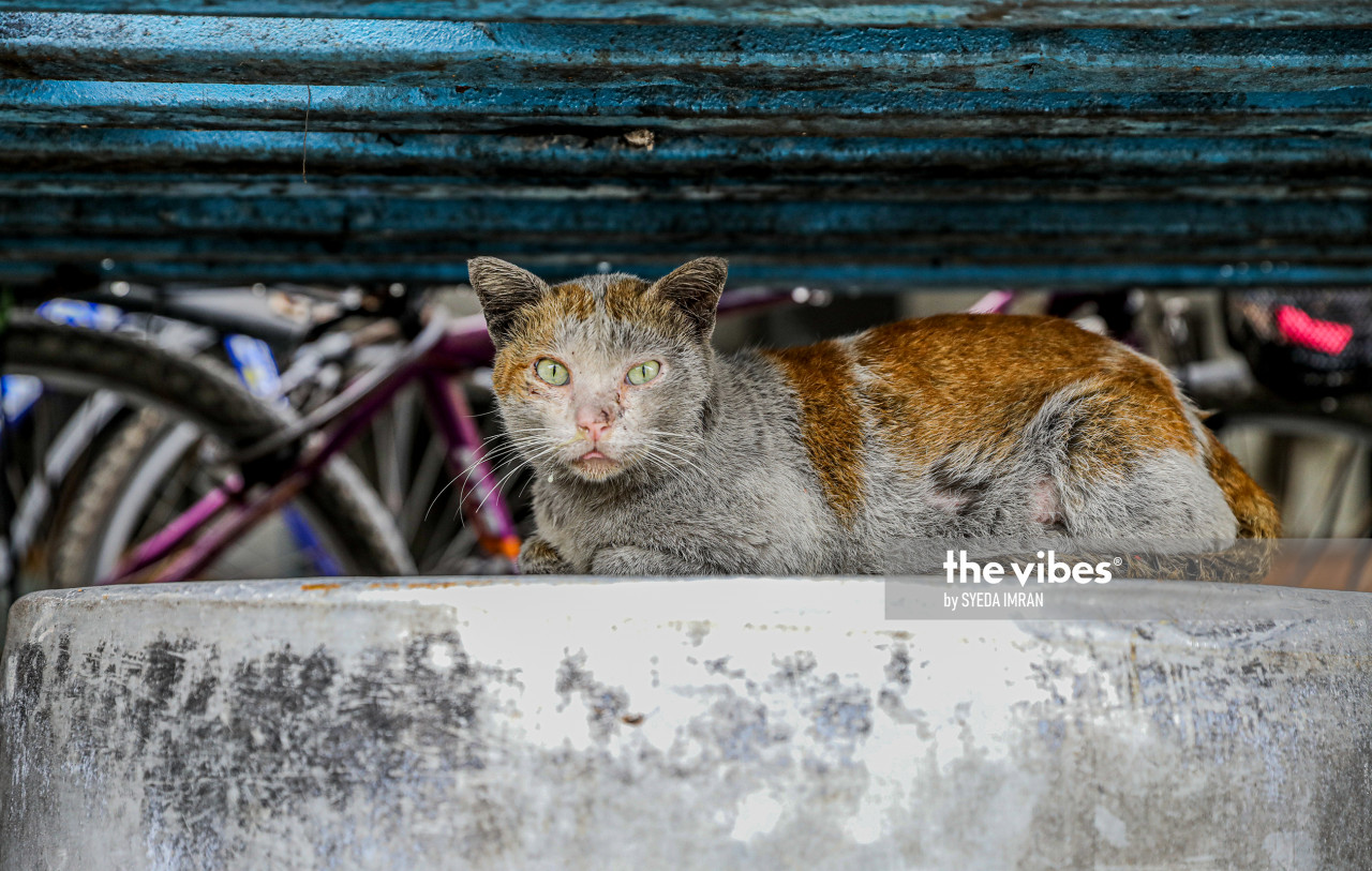 A stray cat rests on the premises of a glove factory in Port Klang. – The Vibes pic, December 26, 2020