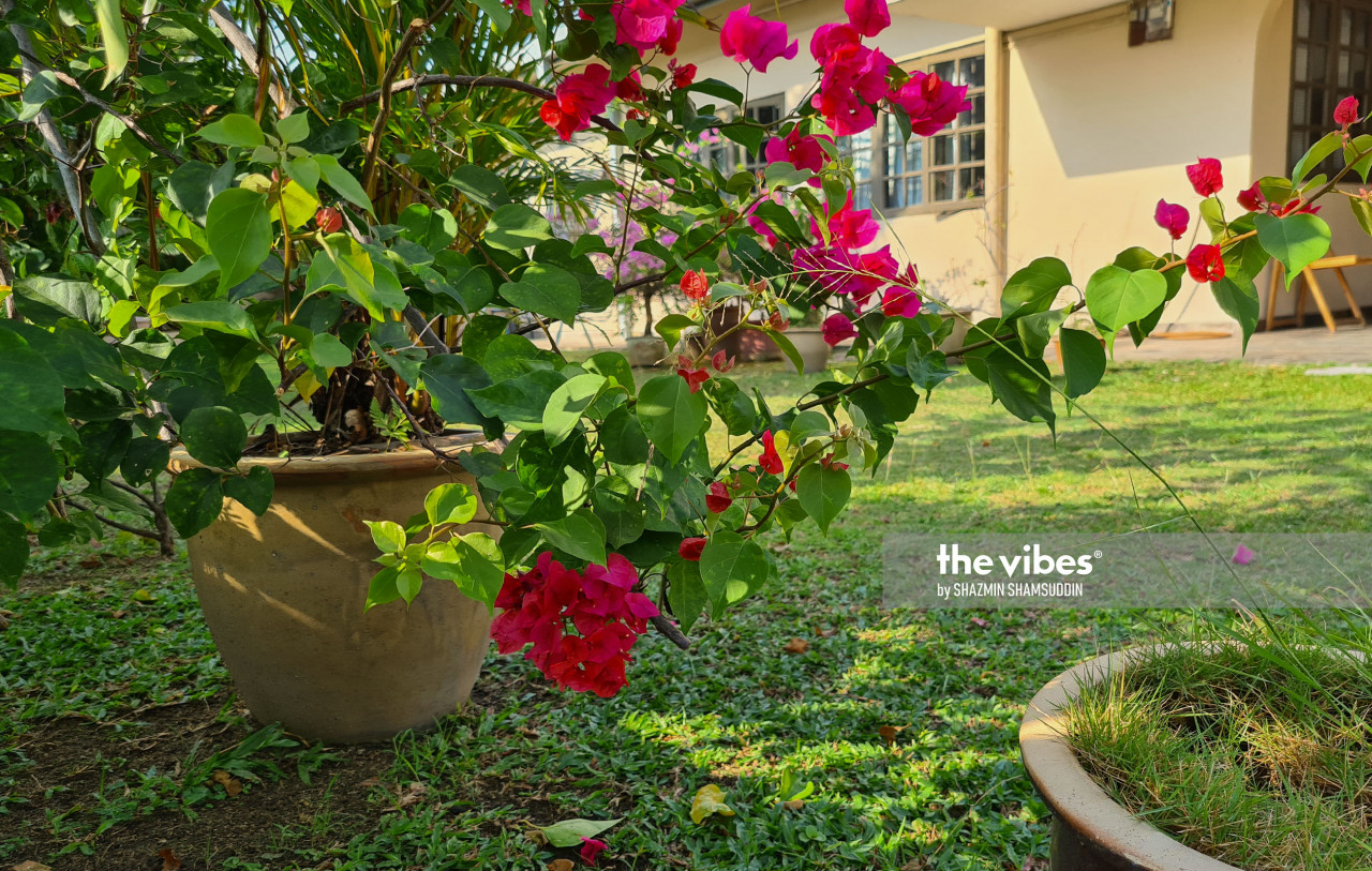 In the early 80s, snails could be found in the author's verdant garden. – The Vibes pic, November 1, 2020