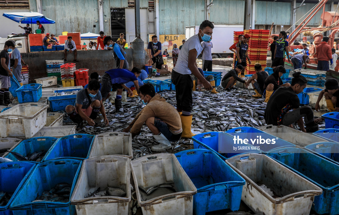 Workers separating fresh fish off Sabah waters at the Jesselton Free Point Terminal, before distributing them to traders. - The Vibes pic, Oct 1, 2020.