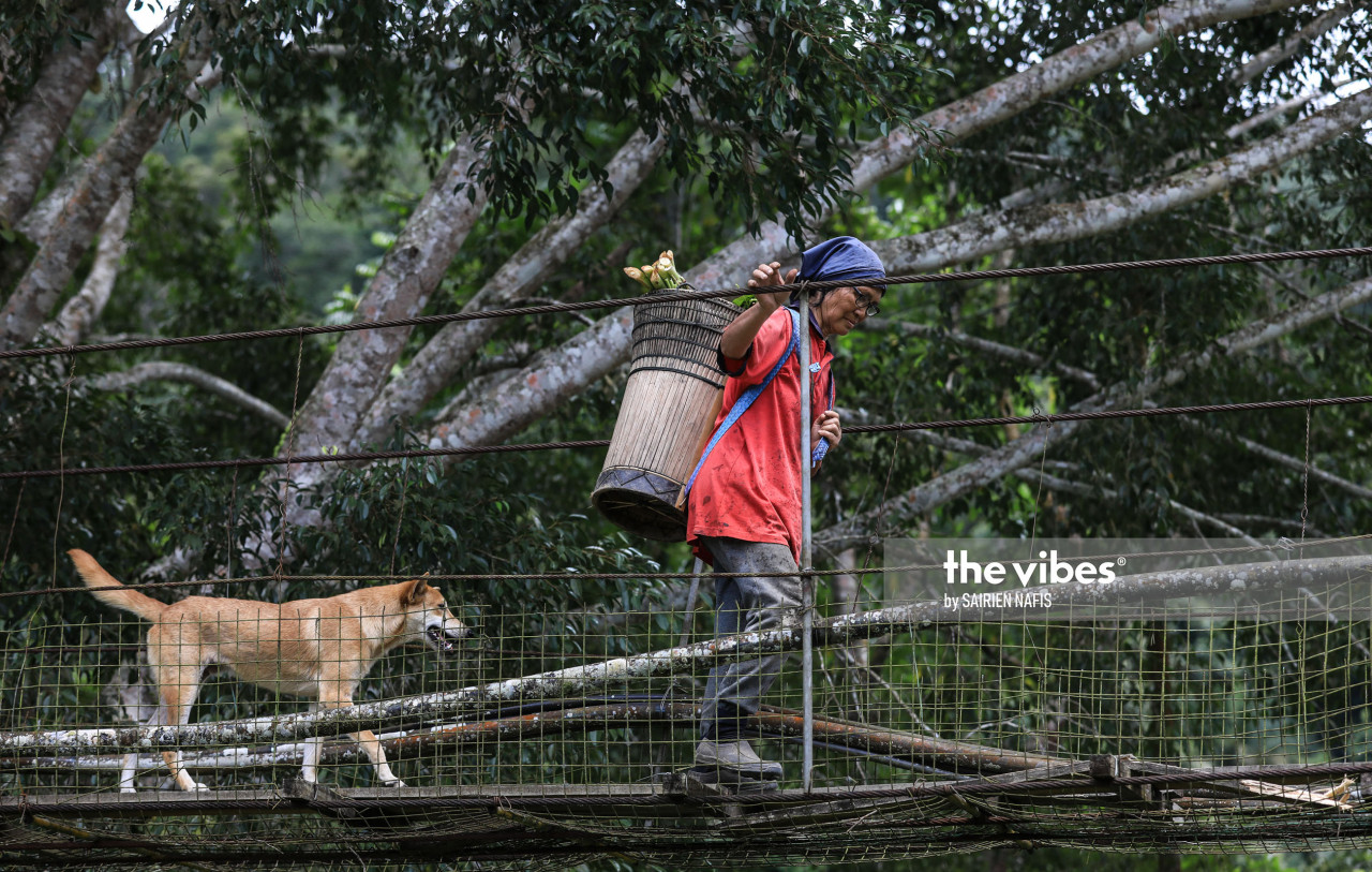 A vegetable collector and her guard dog cross a hanging bridge in Kampung Pukak. - The Vibes pic, Oct. 1, 2020
