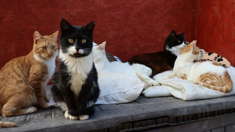 The surge of abandonments, restaurants closing and complications in rehoming cats have contributed to the problem. – ETX Studio, January 18, 2021