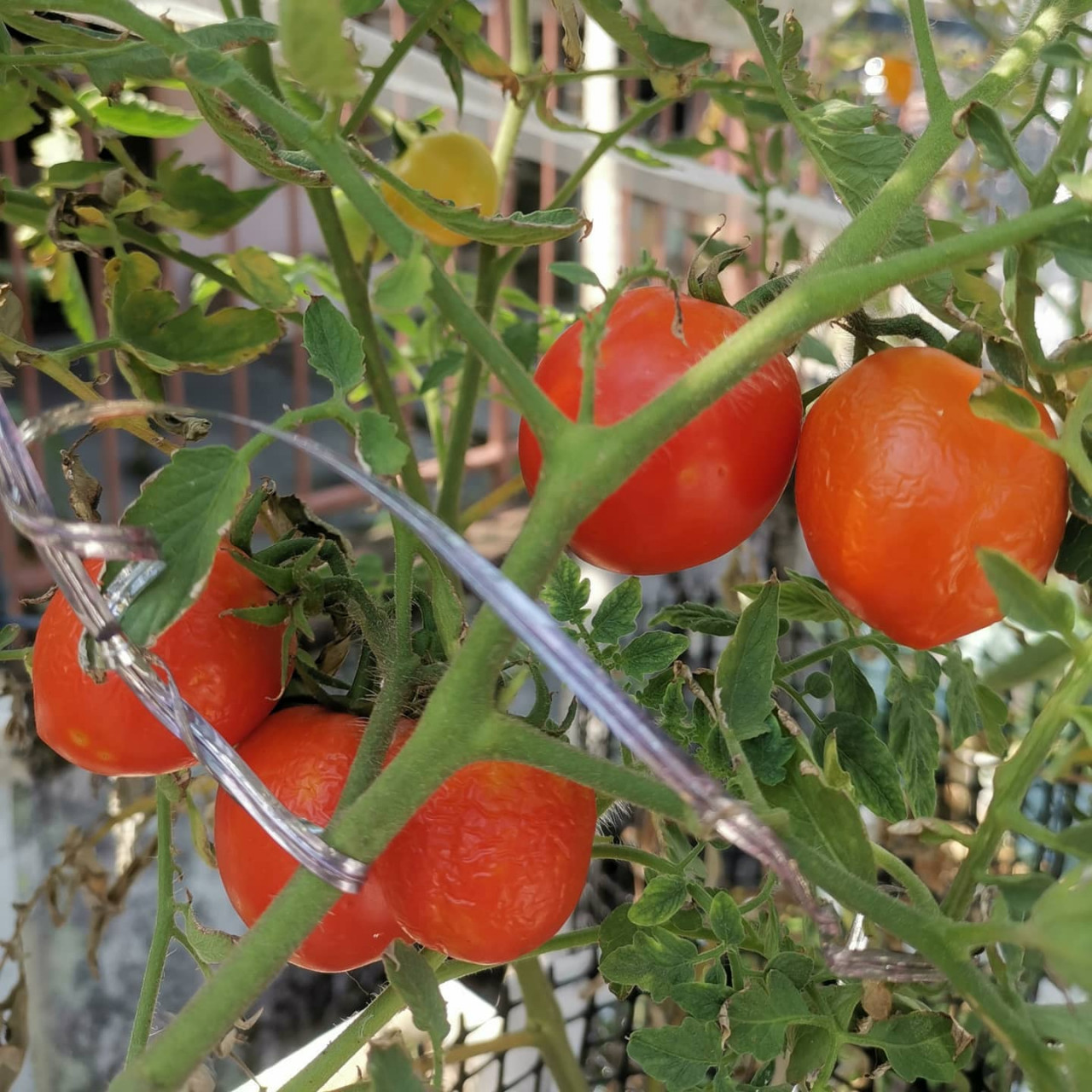 Allan rarely buys vegetables from the grocers since growing his own. – Pic courtesy of Allan Yap