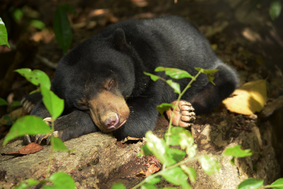 Kala, a female sun bear. Malayan sun bears are the smallest bears in the world and are only found in Southeast Asia. – Pic courtesy of BSBCC