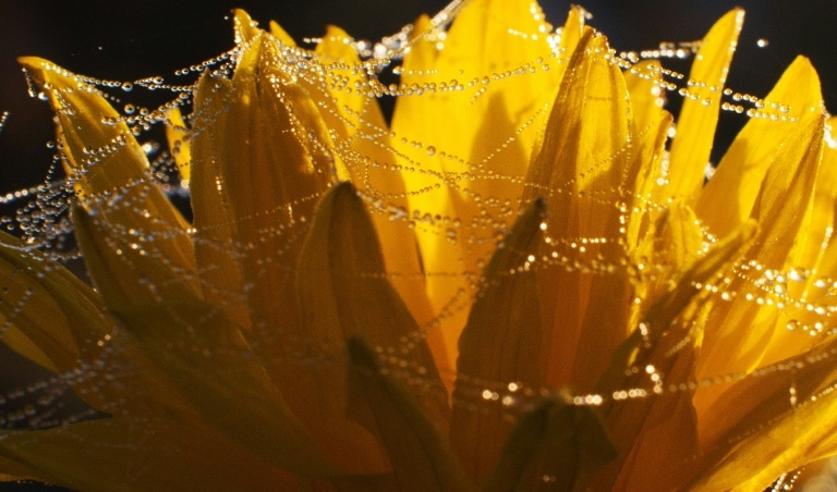 Scientists can use spider silk to make optical lenses. – AFP pic