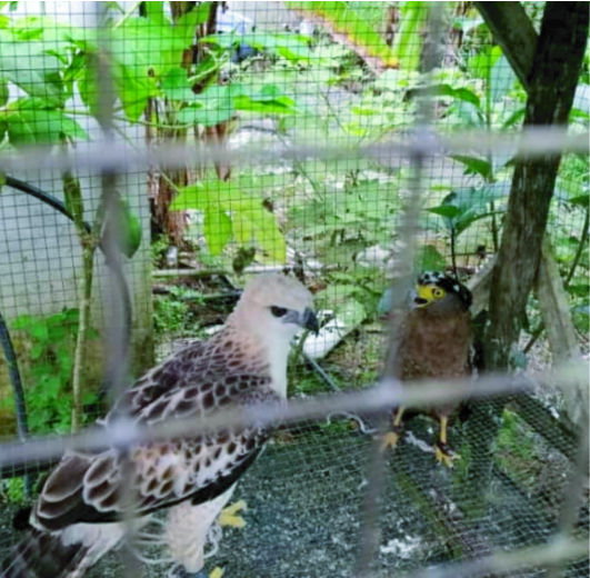 Songbirds, colourful birds, monkeys, squirrels, slow loris and other mammals are among wildlife often subjected to poaching activities in Sarawak, a nature society member claims. – STEPHEN THEN/The Vibes pic, January 21, 2022