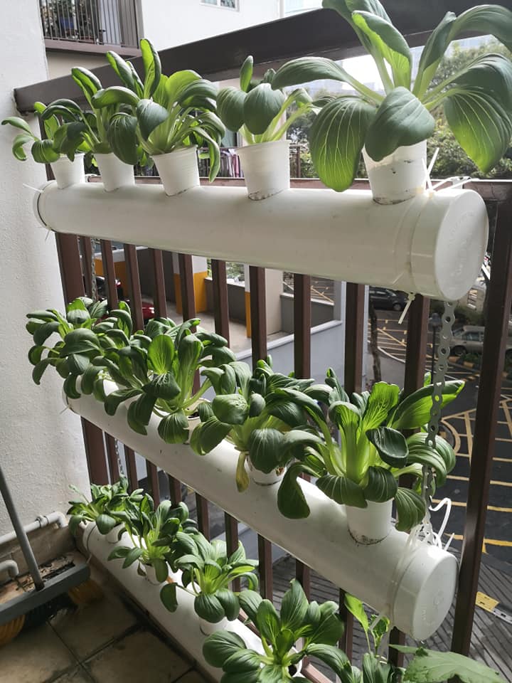 Sheikh's hydroponic condo farm came about after a friend suggested planting vertically due to space constraints. – Pic courtesy of Sheikh Faisal Sheikh Mansor