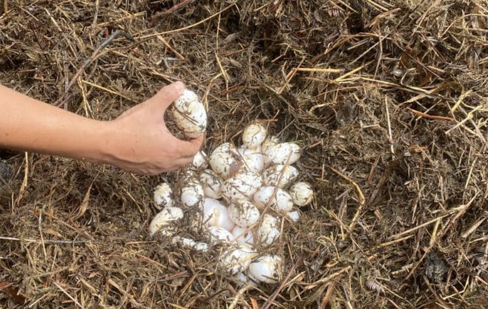 Padawan police chief Abang Zainal Abidin Abang Ahmad says several policemen were rushed to the scene to maintain security after receiving a report of the discovery of a crocodile nest. – Sarawak Forestry Corporation Facebook pic, January 13, 2023