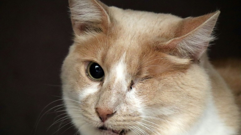 The Tala Cats rescue centre maintains a special section for disabled cats, who are sometimes dumped at the sanctuary's gates. – ETX Studio, January 18, 2021