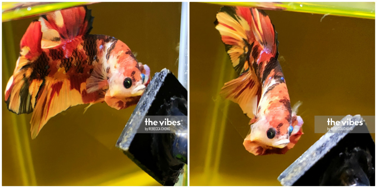 Candy Koi Galaxy HMPK flaring to a flare stick. – The Vibes pic