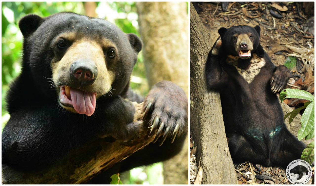'Over the years, Fulung, with his scars around his abdomen, has now become one of the most confident bears at the centre.' – Pic courtesy of BSBCC