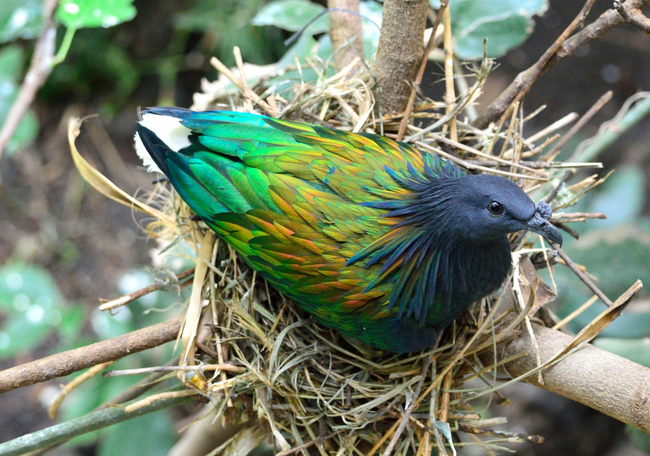 The colourful characteristics of the Nicobar pigeon are credited to its habitat. It is usually isolated on small islands that lacked natural predators. – Shutterstock pic