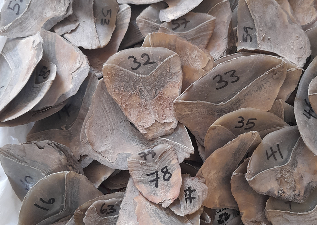 Items seized in Operation Golden Strike included 1,202 ivory pieces weighing more than four tonnes, 423 kg and 78 scales of pangolin species, 50 rhino horns weighing 72 kg, and 46 kg of totoaba bladders. – Interpol pic, January 28, 2022