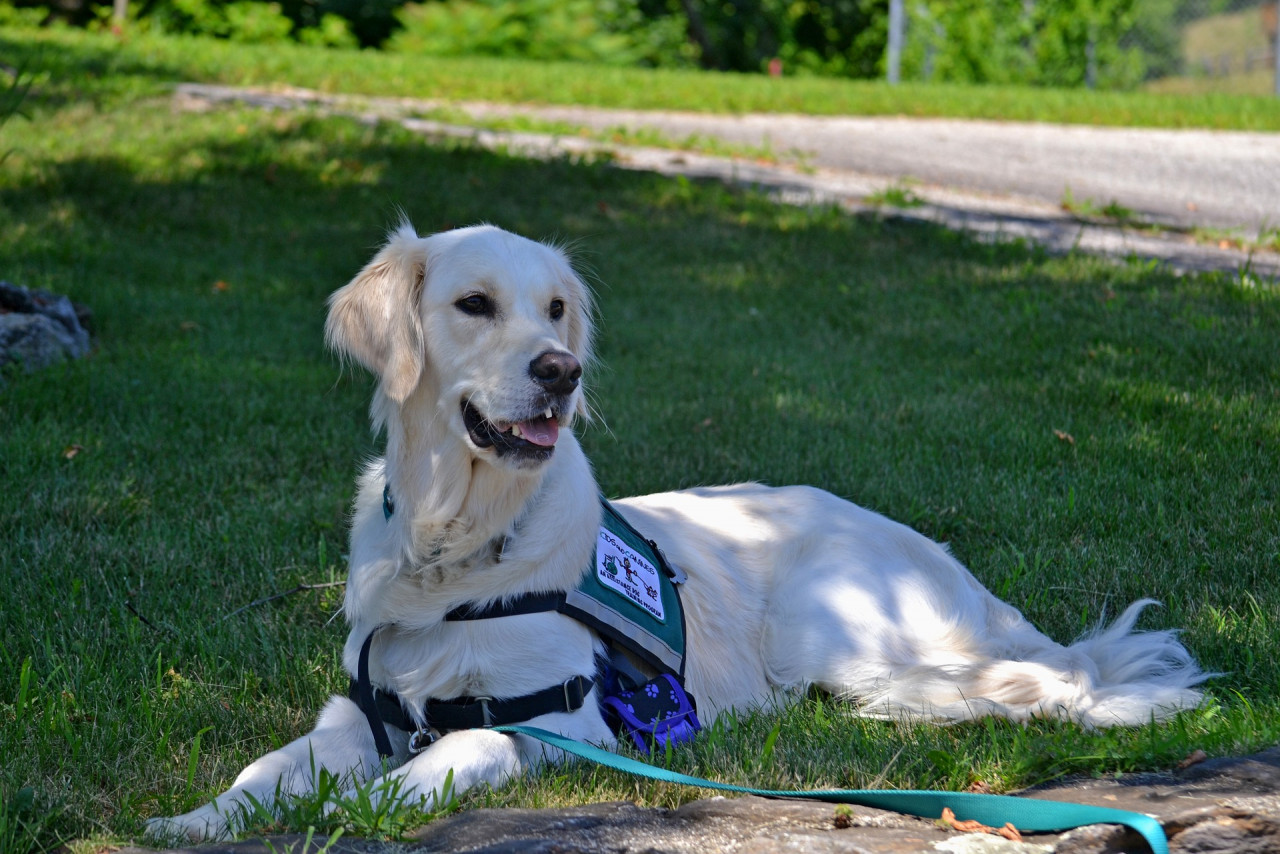 Service animals have been specifically chosen and trained to work, and without it, they get stressed. – Pexels pic 