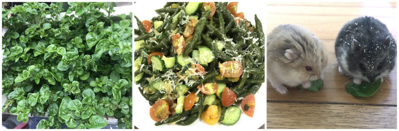 (From left) The Brazilian spinach from Nina's garden, used in a picci pasta and served to her children's hamsters. – Pic courtesy of Nina Othman