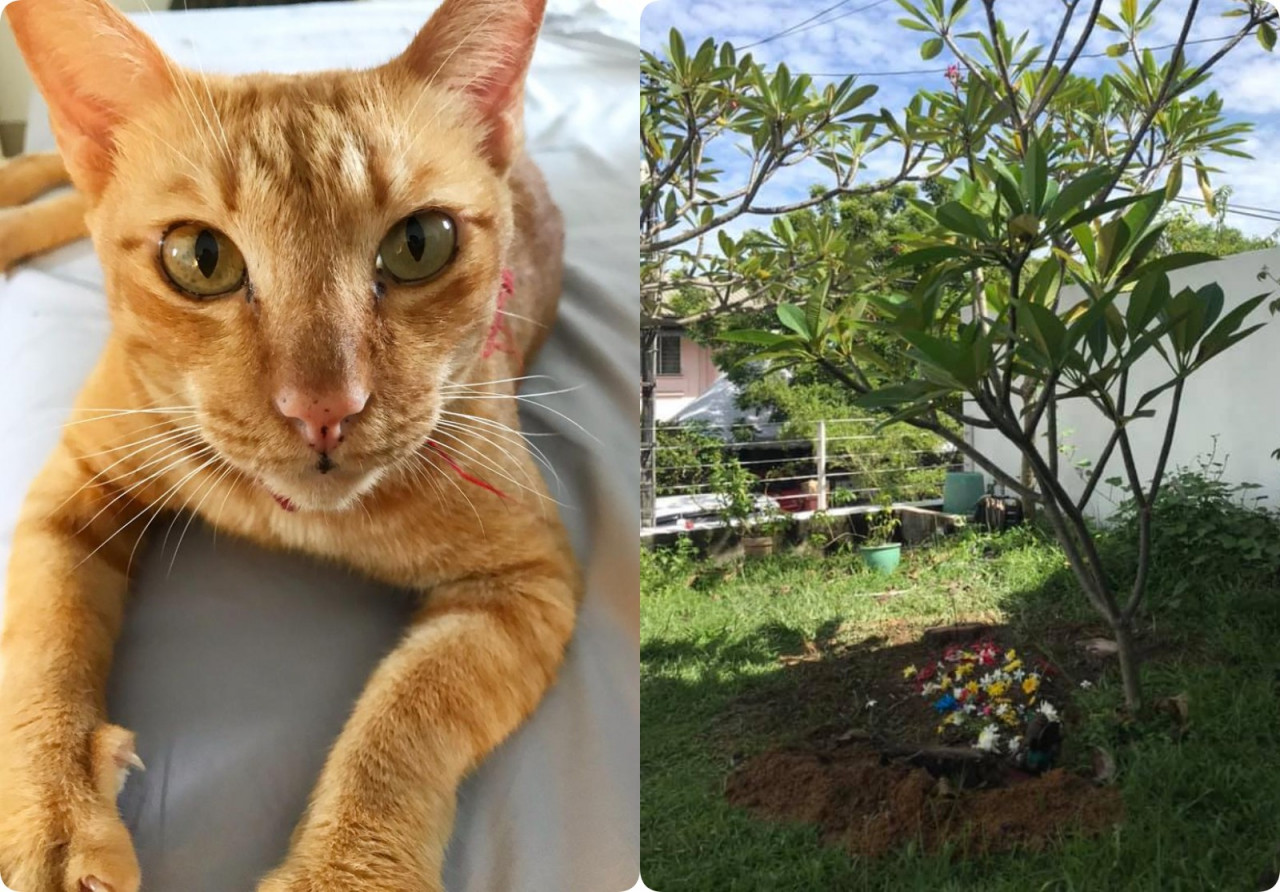 Jo's cat, Kahoe, and where he was buried. The funeral ritual gave Jo some comfort. – Pic courtesy of Jo