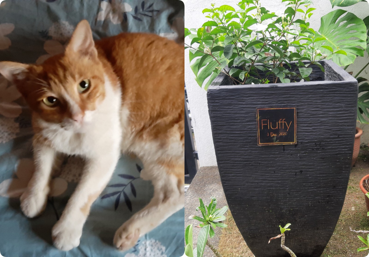 Tina's cat, Fluffy, is buried in a planter with a jasmine tree. – Pic courtesy of Tina