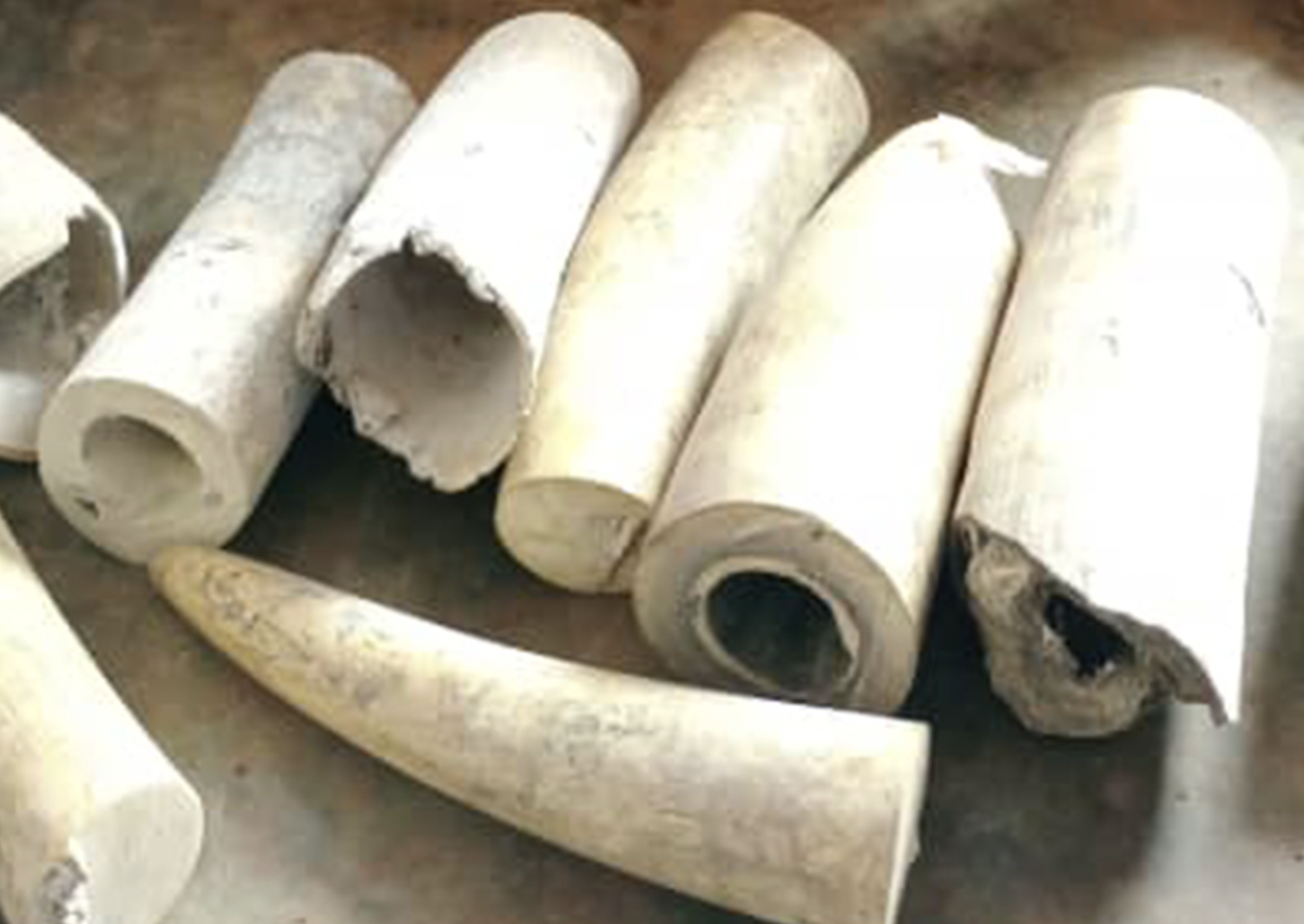 Part of Golden Strike Operation entailed international cooperation between police in South Africa and Malaysia that led to the arrest and prosecution of two suspects smuggling rhino horns between Africa and Asia. – Interpol pic, January 28, 2022