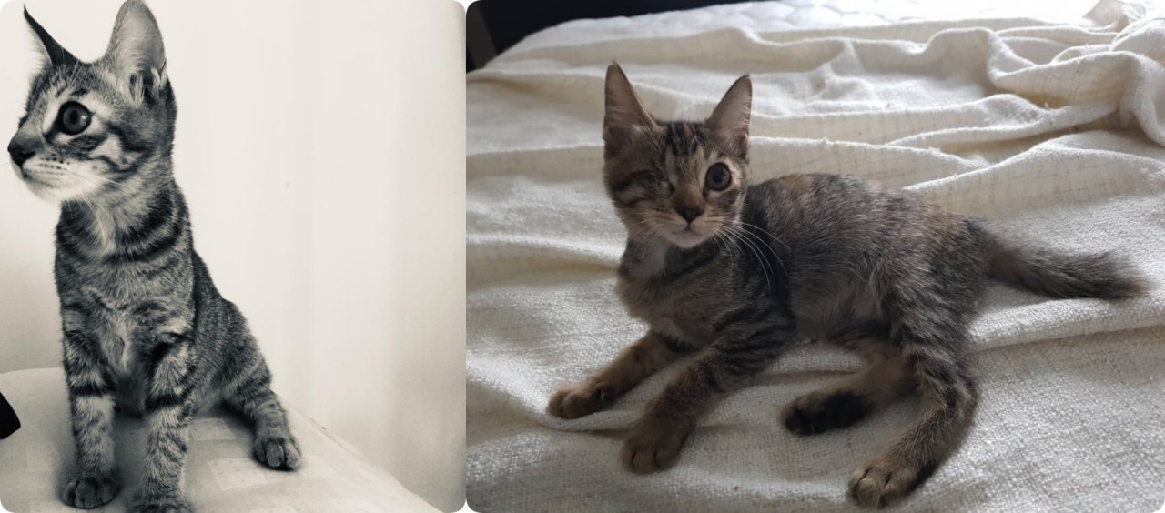 Wendy's kitten, Frankie. – Pic courtesy of Wendy