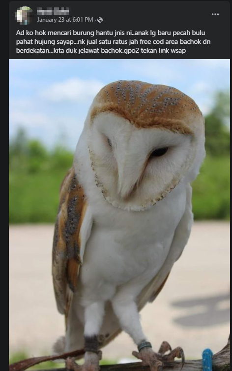 A significant number of postings in some Facebook groups found that protected animals such as gibbons, leopard cats, owls, hawks, eagles and hornbills are being listed for sale. – Screen grab pic, February 5, 2022