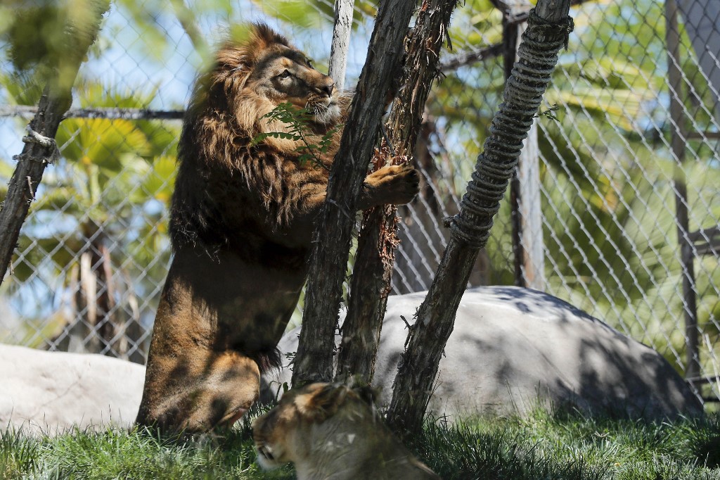 A lion named Maseru is seen before receiving an experimental dose of a vaccine against Covid-19 made by the Zoetis veterinary laboratory, at the Buin Zoo in Buin, Chile, on January 3, 2022. – AFP pic