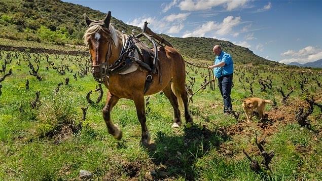 Marc Barriot believes in creating wine from diverse soil and ancient vines. – Tabula Rasa Bar Facebook pic