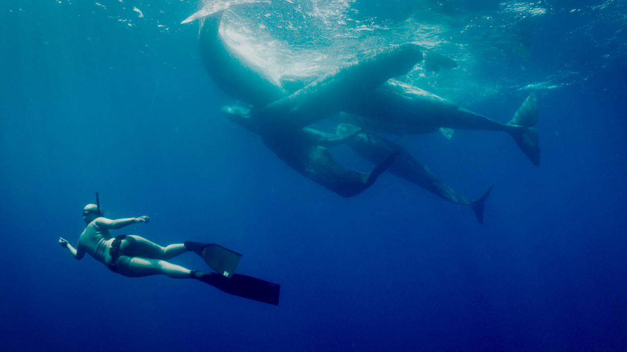 Marine biologist Dr Diva Amon with a pod of sperm whales in the Atlantic Ocean. – Pic courtesy National Geographic for Disney+