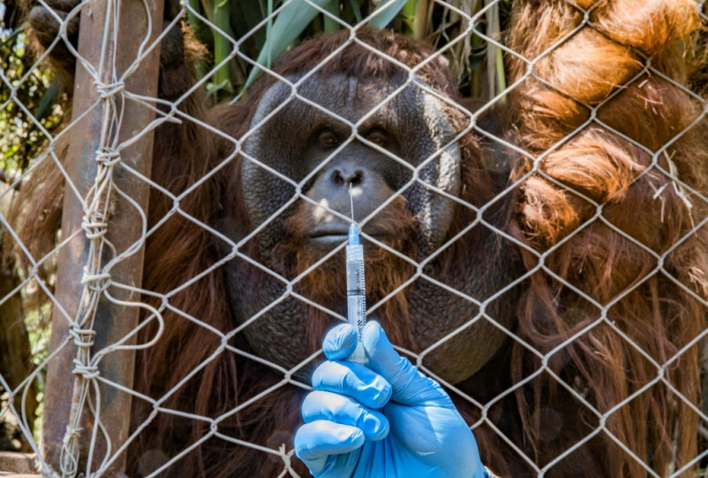 Chilean zoo jabs big cats, orangutan against Covid-19