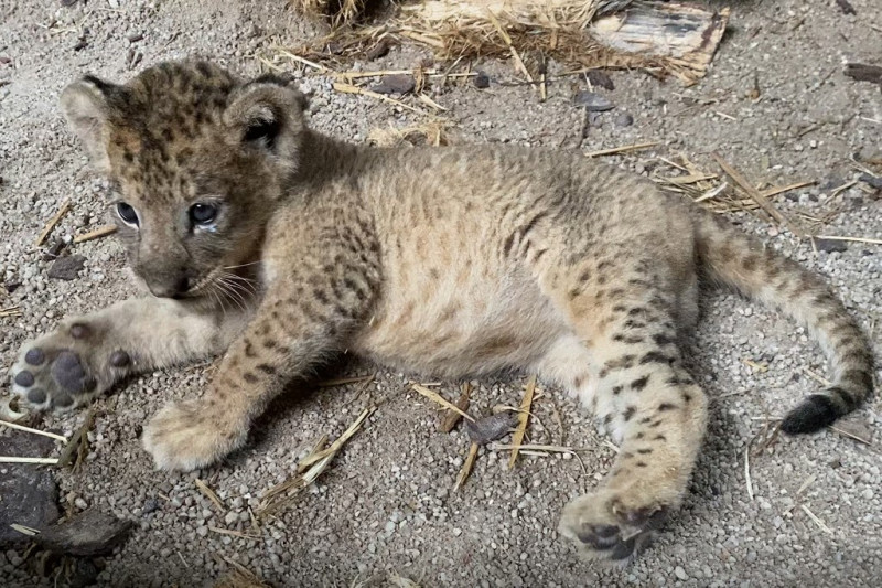 Lion cub Simba born in Singapore via artificial insemination