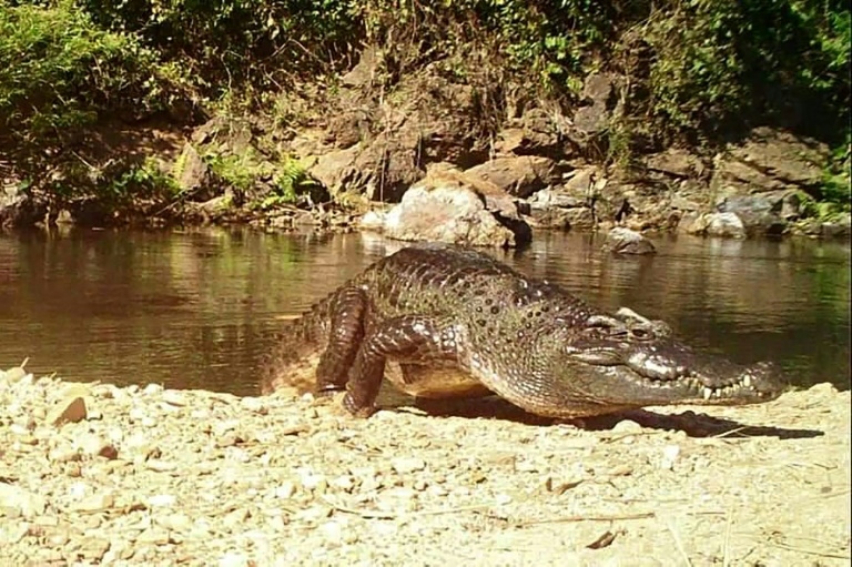 Endangered Siamese crocodile in rare sighting at Thai national park
