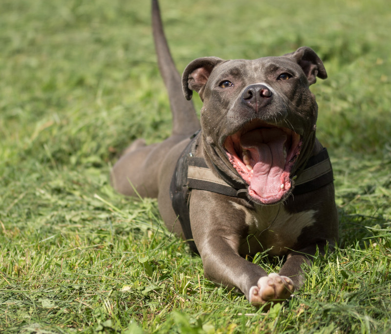 S. Korea makes insurance a must for owners of ‘fierce’ dogs