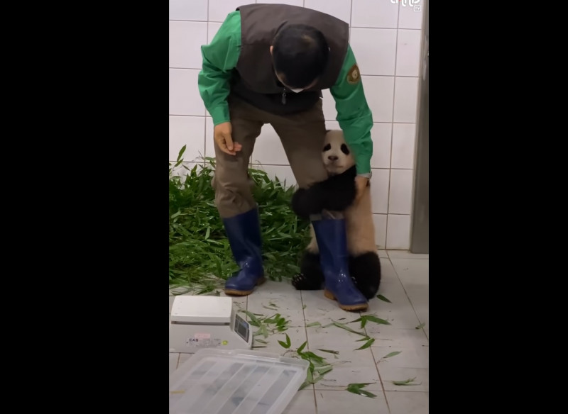 Cub class: clingy baby panda hitches a lift on keeper's leg