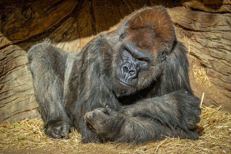 Gorilla treated with antibodies recovering from Covid, says US zoo