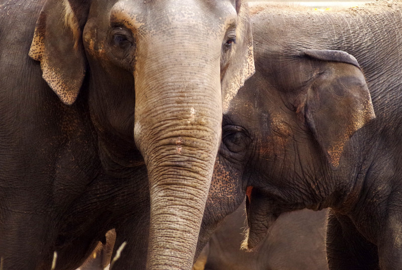Relief for Kelantan villagers after 5 jumbos caught