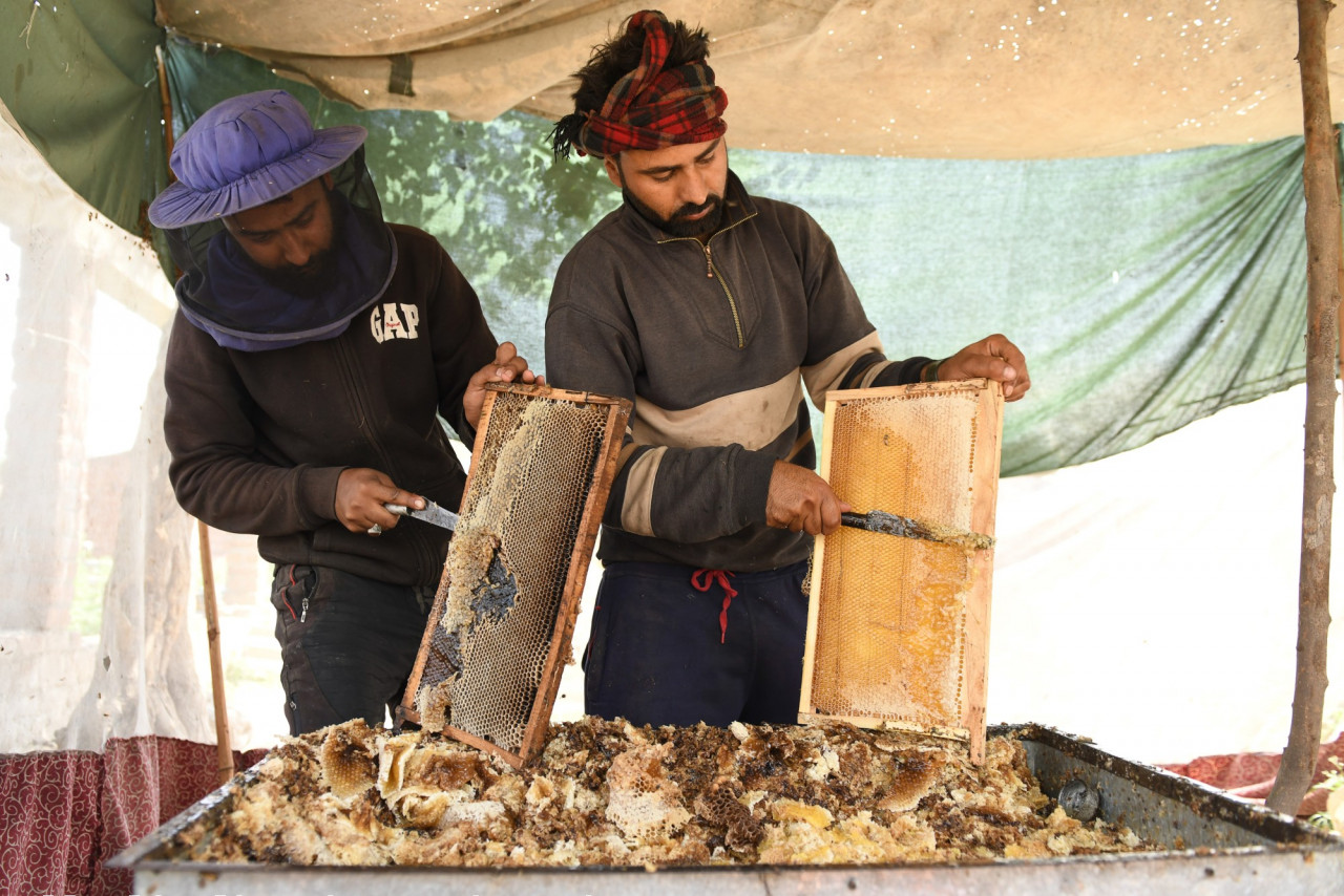 Beekeepers collecting honeycombs at Sujanpur village in the Pathankot district of Punjab on April 8, 2021. – AFP pic