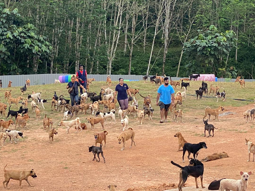 APU students planning to do voluntary work taking care of the stray dogs and abandoned animals at FurryKids Safehaven in Seremban, together with the workers at the animal shelter as shown in this picture taken before lockdown.