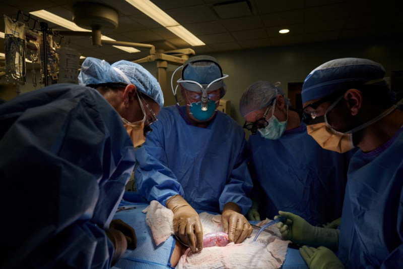 Pig kidney works in human patient in ‘potential miracle’