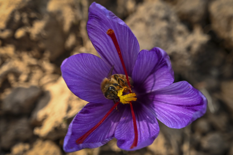 Kashmir beekeepers head southward for warmth, honey and cash
