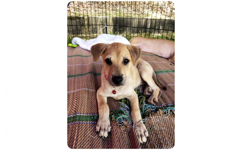 APU, FurryKids Safehaven instil social responsibility values by saving animals