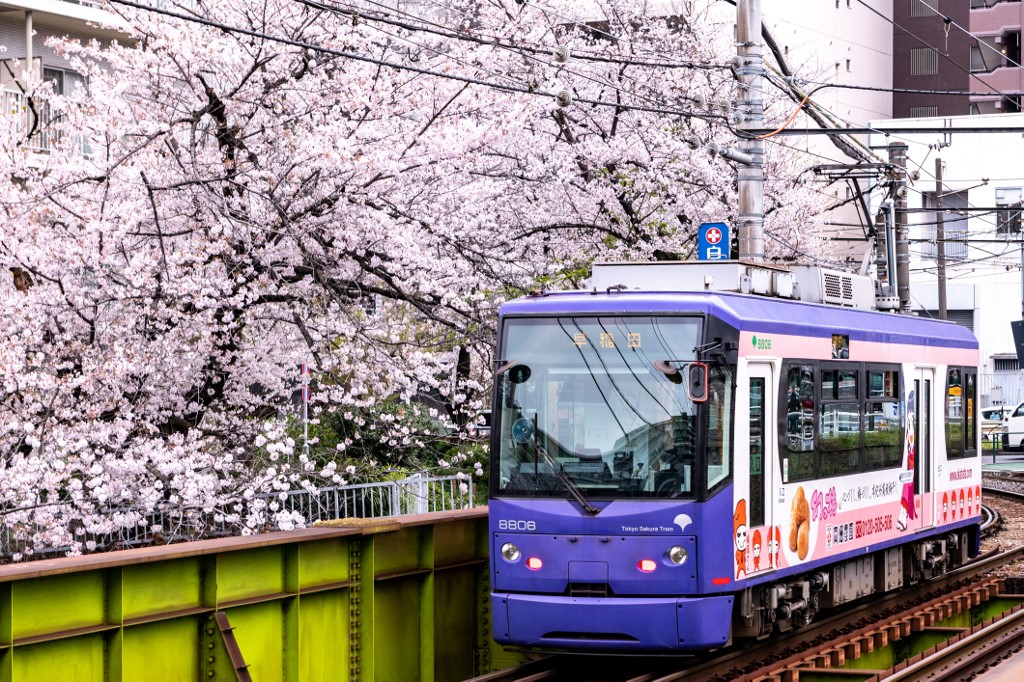 A Toden Arakawa Line tram, also known as Tokyo Sakura tram travelling on a bridge next to the blooming cherry blossoms, in Tokyo on March 31, 2022. – AFP pic, April 23, 2022
