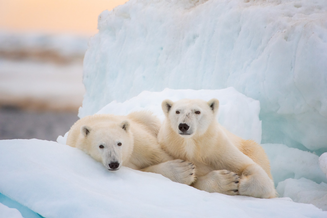 The archipelago – located between mainland Norway and the North Pole – features glaciers, large expanses of tundra, mountains, fjords, coastlines – and more polar bears than people. – Pic courtesy of Disneynature ‘Polar Bear’