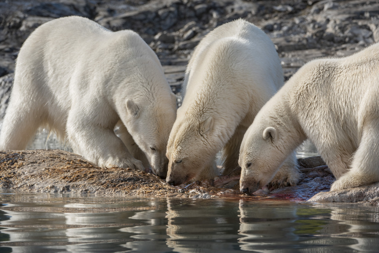 During winter and most of spring, the seas surrounding Svalbard freeze over, providing the ideal hunting ground for polar bears. – Pic courtesy of Disneynature ‘Polar Bear’