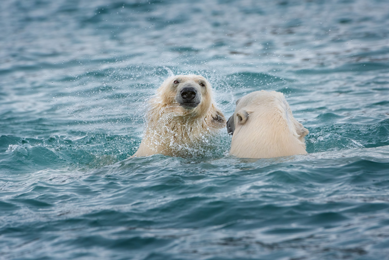 Polar bears are most often seen above ground, but they can swim for days at a time to reach another ice flat. – Pic courtesy of Disneynature ‘Polar Bear’