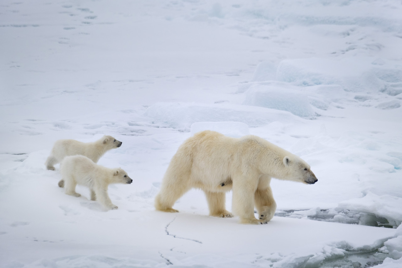 Filming kicked off in 2019 in Svalbard, Norway – 1046km from the North Pole. Capturing footage of polar bears roaming the tundra was important for the story, particularly footage of mothers and cubs. – Pic courtesy of Disneynature ‘Polar Bear’
