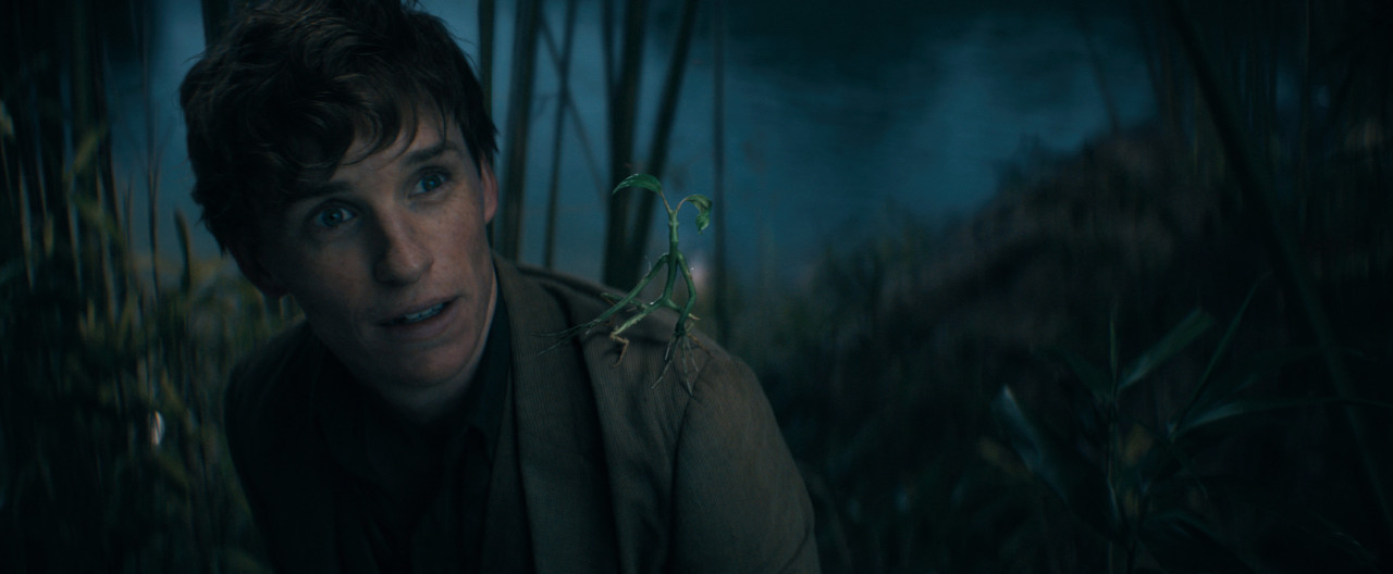 Newt Scamander with his trusty companion Pickett, a tree-like Bowtruckle, one of the creatures that calls his case home. – Pic courtesy of Warner Bros