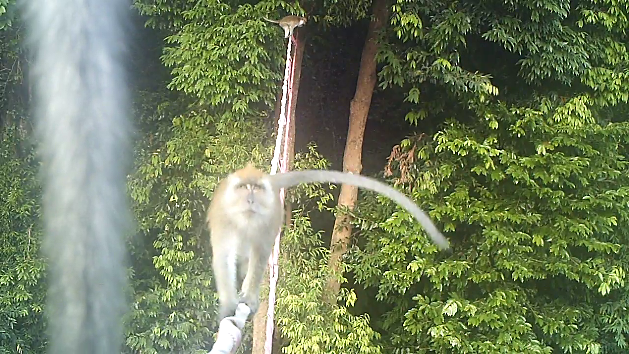 (Above and below) Wildlife using the canopy bridge. – Pics courtesy of Langur Penang Project