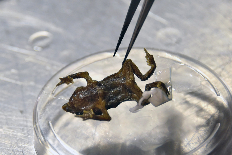 Lost golden toad heralds climate’s massive extinction threat