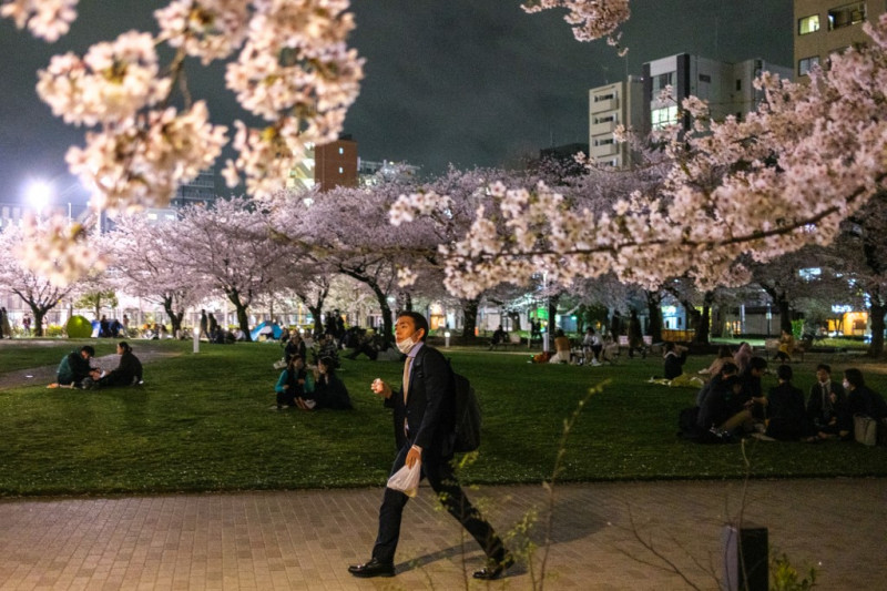 Prettier in pink: the push to remake Japan’s cherry blossom season