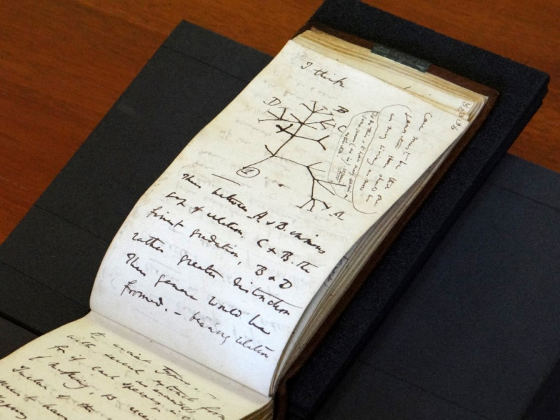 Missing Charles Darwin notebooks returned to Cambridge after two decades 