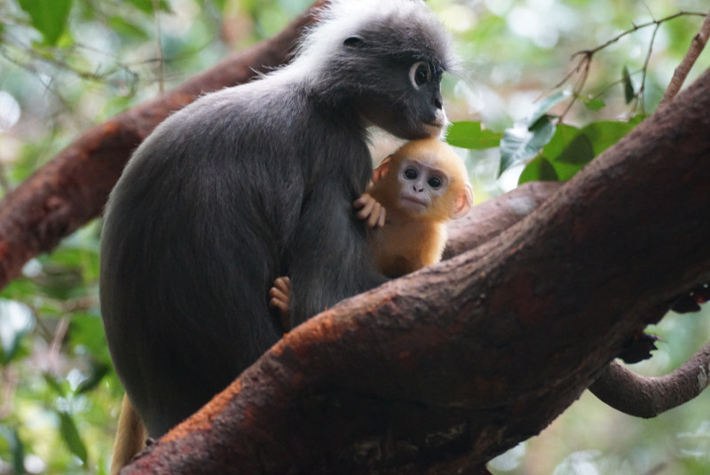 Forest fragmentation brings dusky langurs out to housing areas